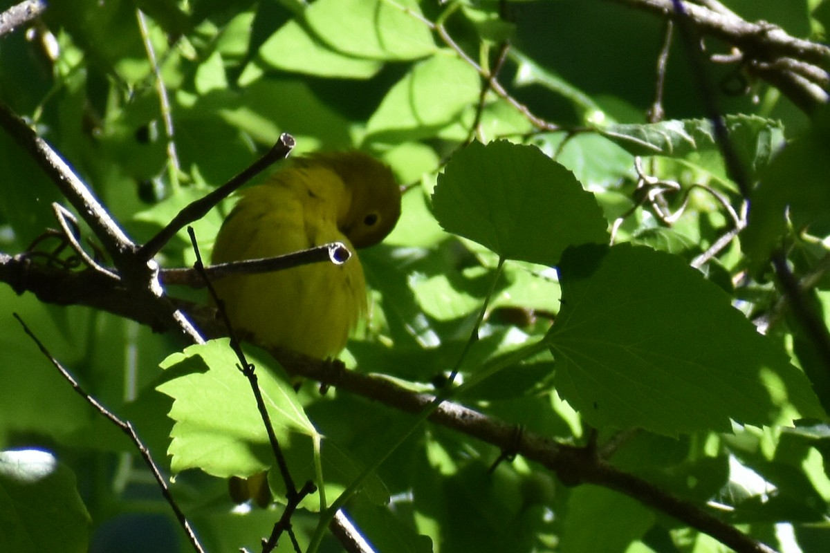 Yellow Warbler - ML619136779