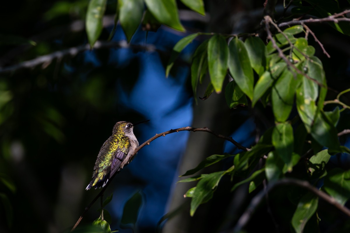 Ruby-throated Hummingbird - ML619136838
