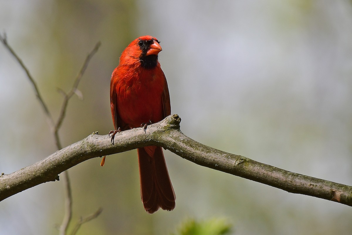 Cardinal rouge - ML619136849