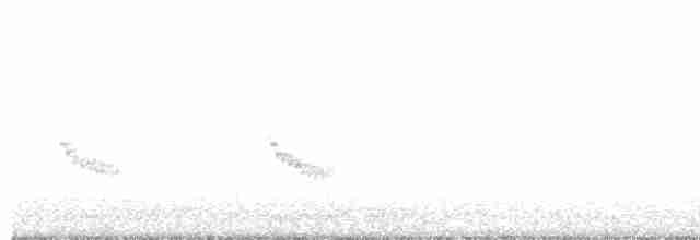 Каролинский крапивник - ML619136850