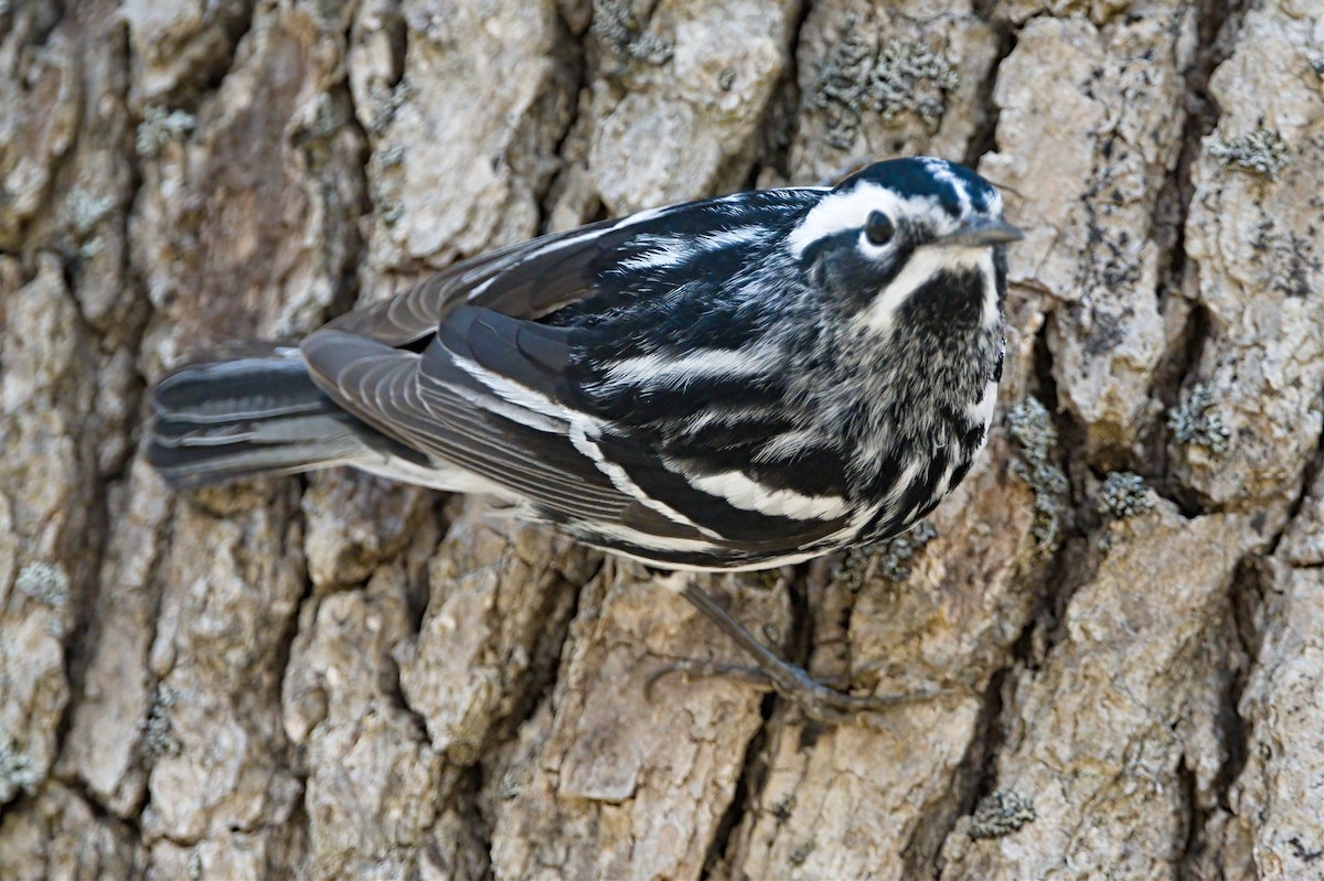 Black-and-white Warbler - ML619136851