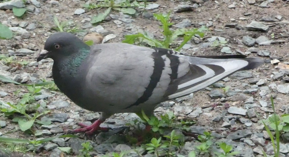 Сизый голубь (Одомашненного типа) - ML619136859