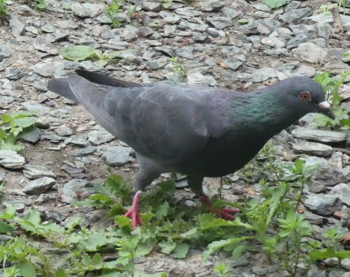 Сизый голубь (Одомашненного типа) - ML619136860