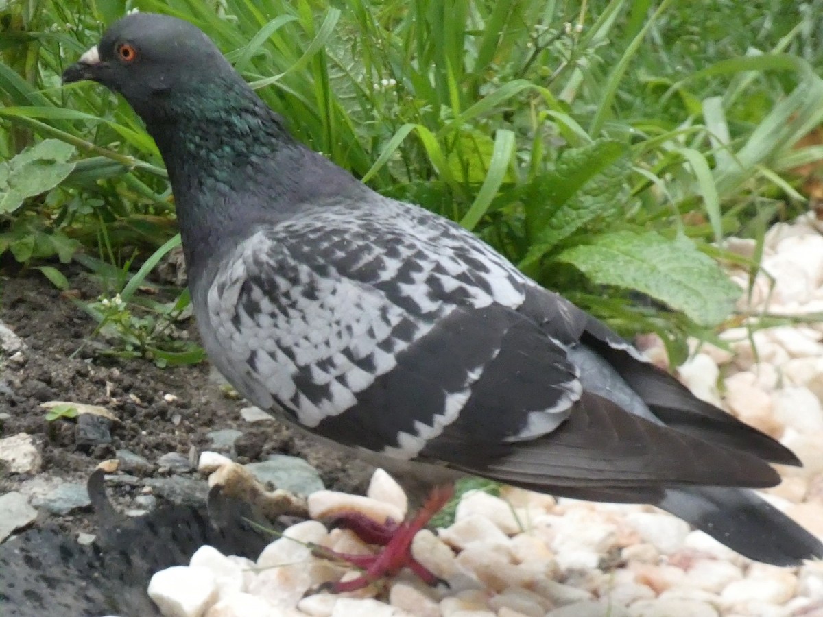Rock Pigeon (Feral Pigeon) - ML619136861