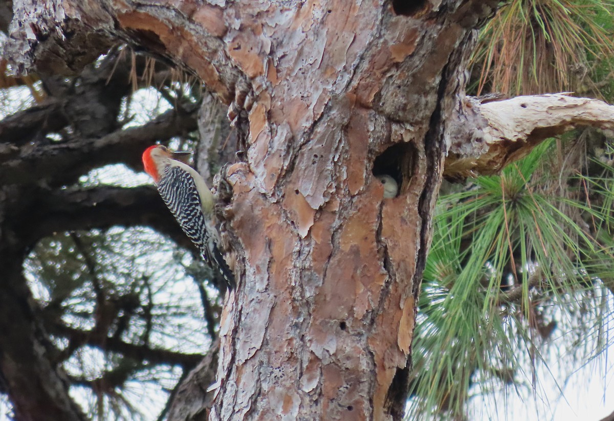 Red-bellied Woodpecker - ML619136878
