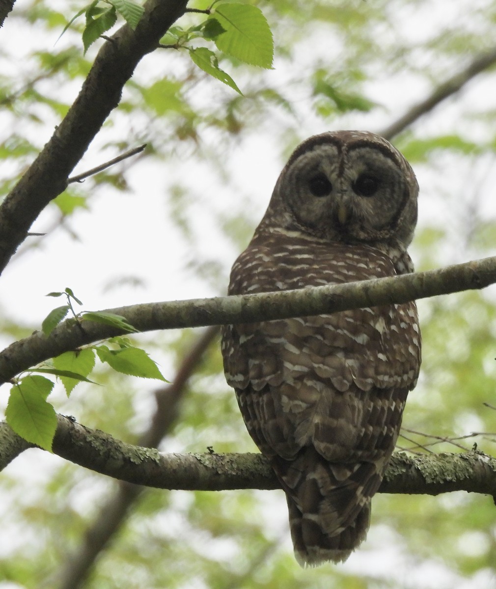 Barred Owl - ML619136941