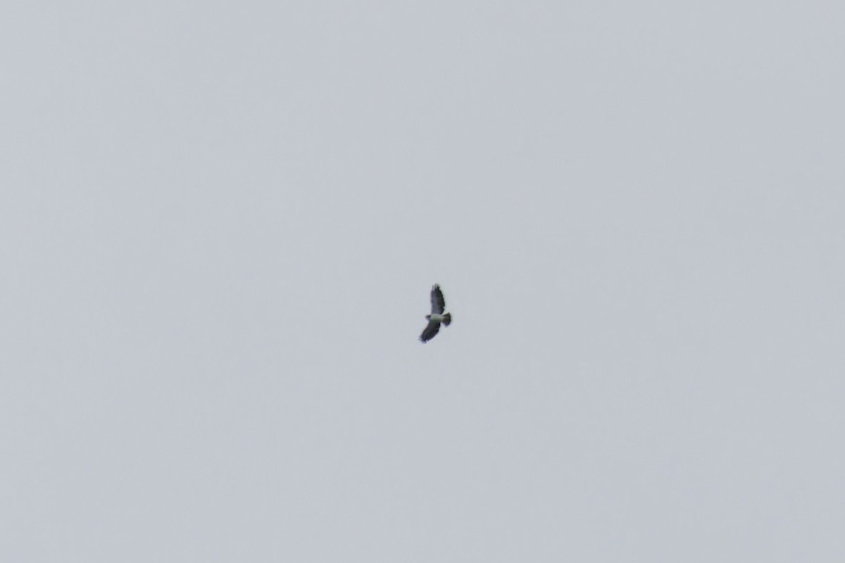Short-tailed Hawk - ML619136949