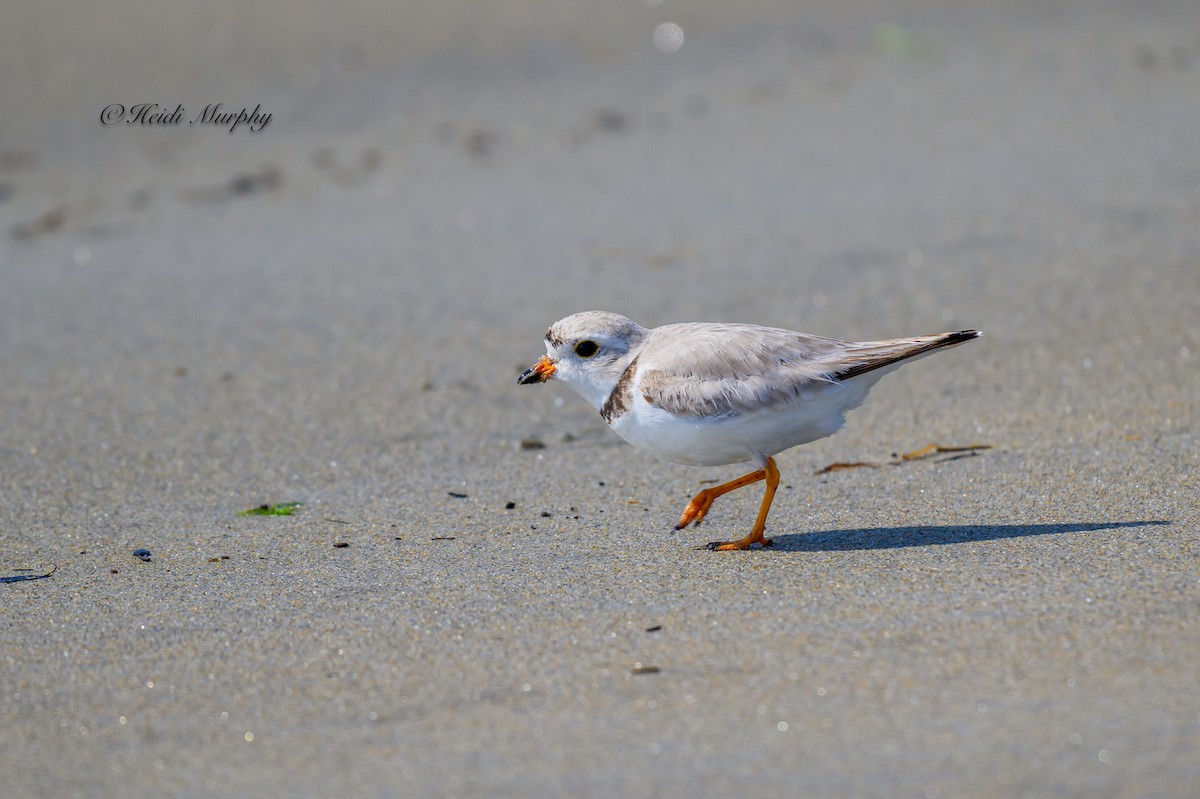 Piping Plover - ML619136986