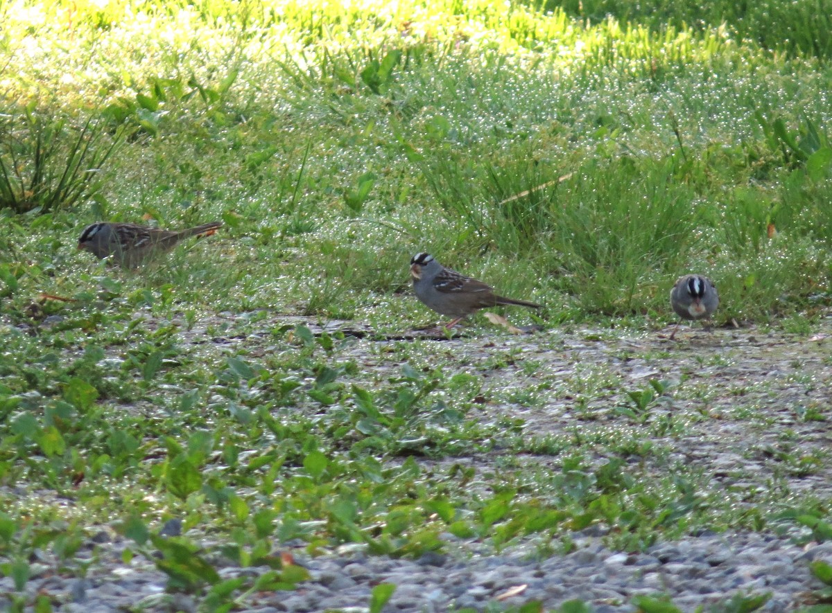 White-crowned Sparrow - ML619137003