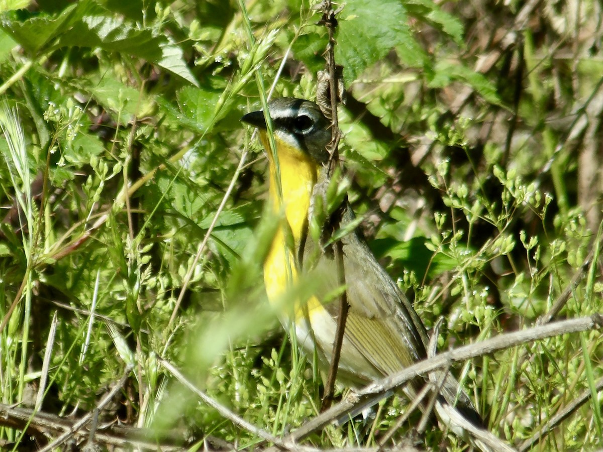 Yellow-breasted Chat - ML619137008