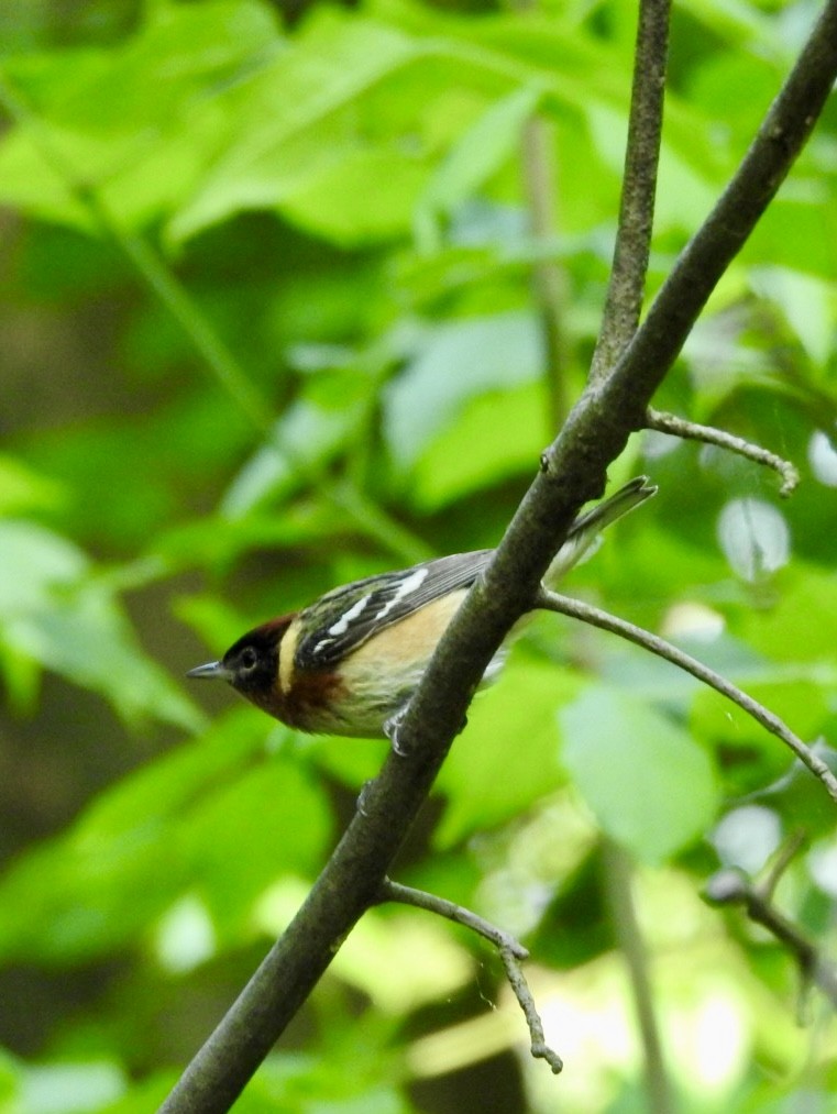 Bay-breasted Warbler - ML619137039