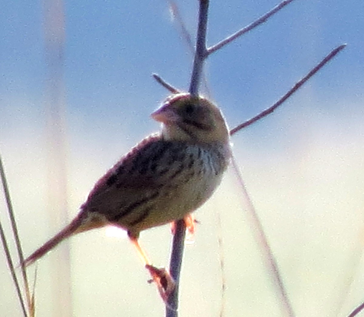 Henslow's Sparrow - ML619137061