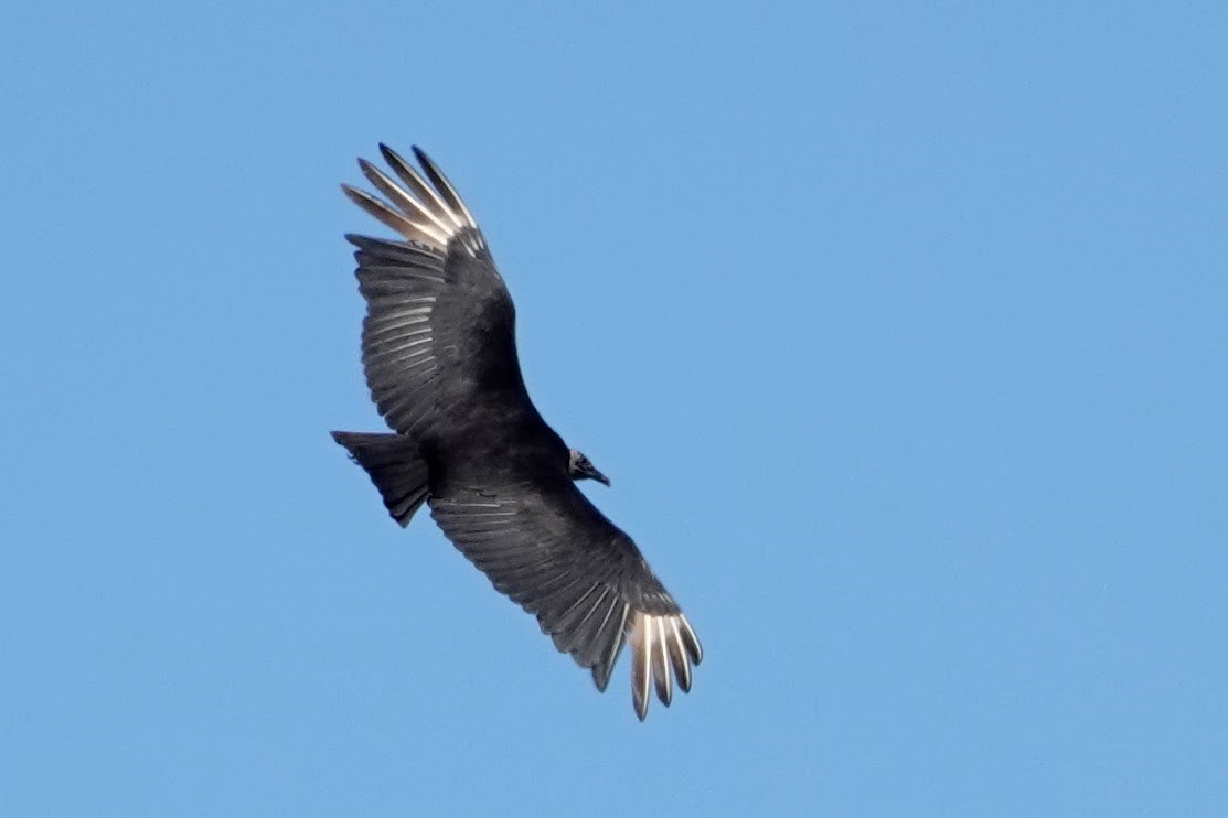 Black Vulture - ML619137063