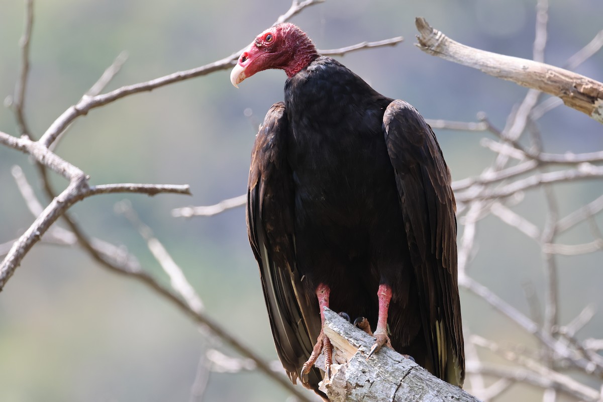 Turkey Vulture - ML619137076