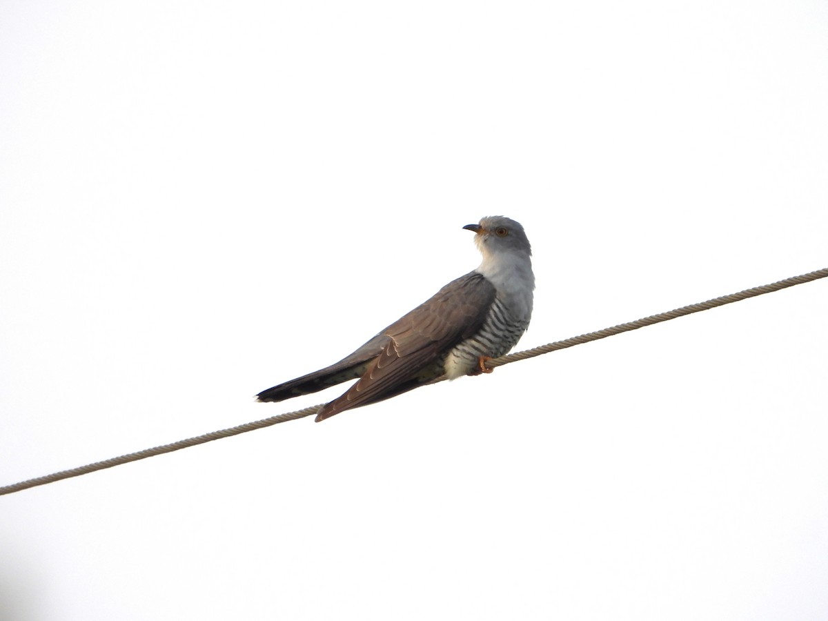 Common Cuckoo - ML619137079