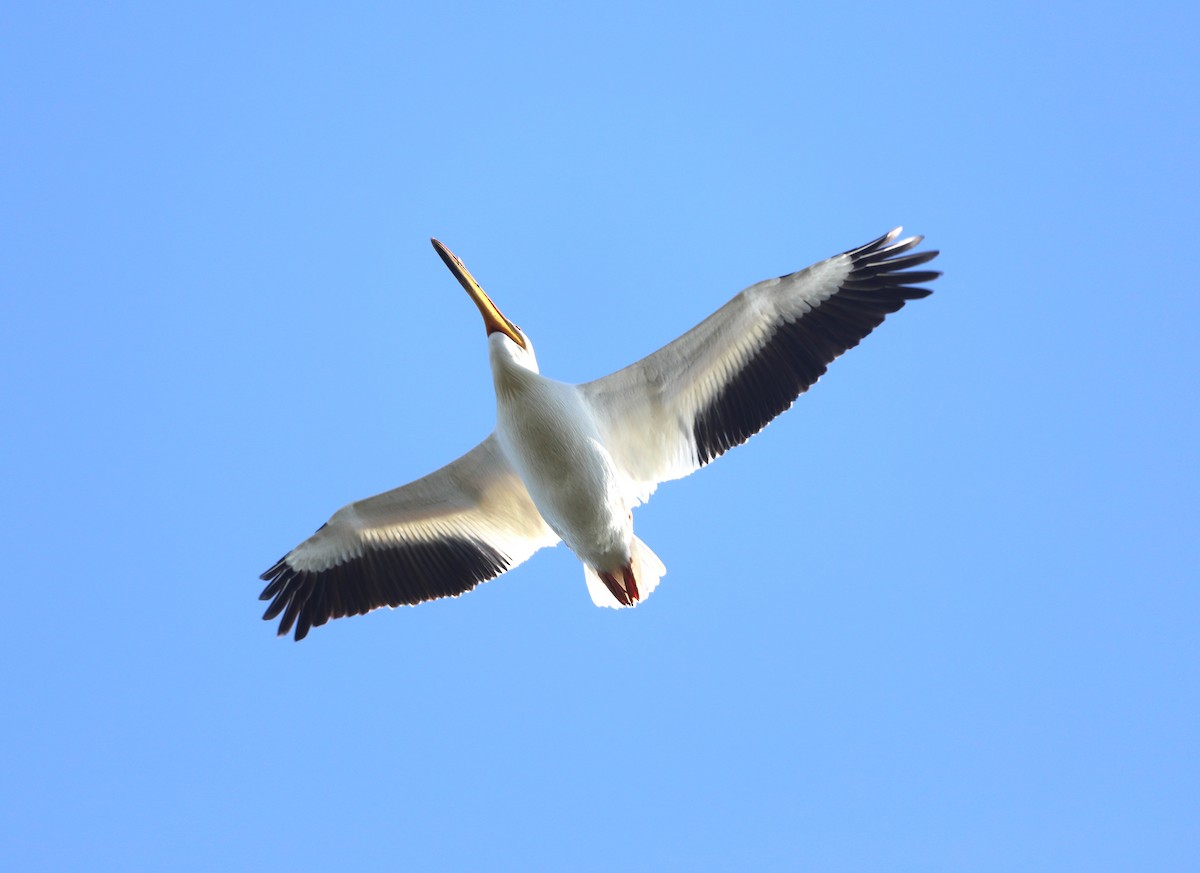 American White Pelican - ML619137135