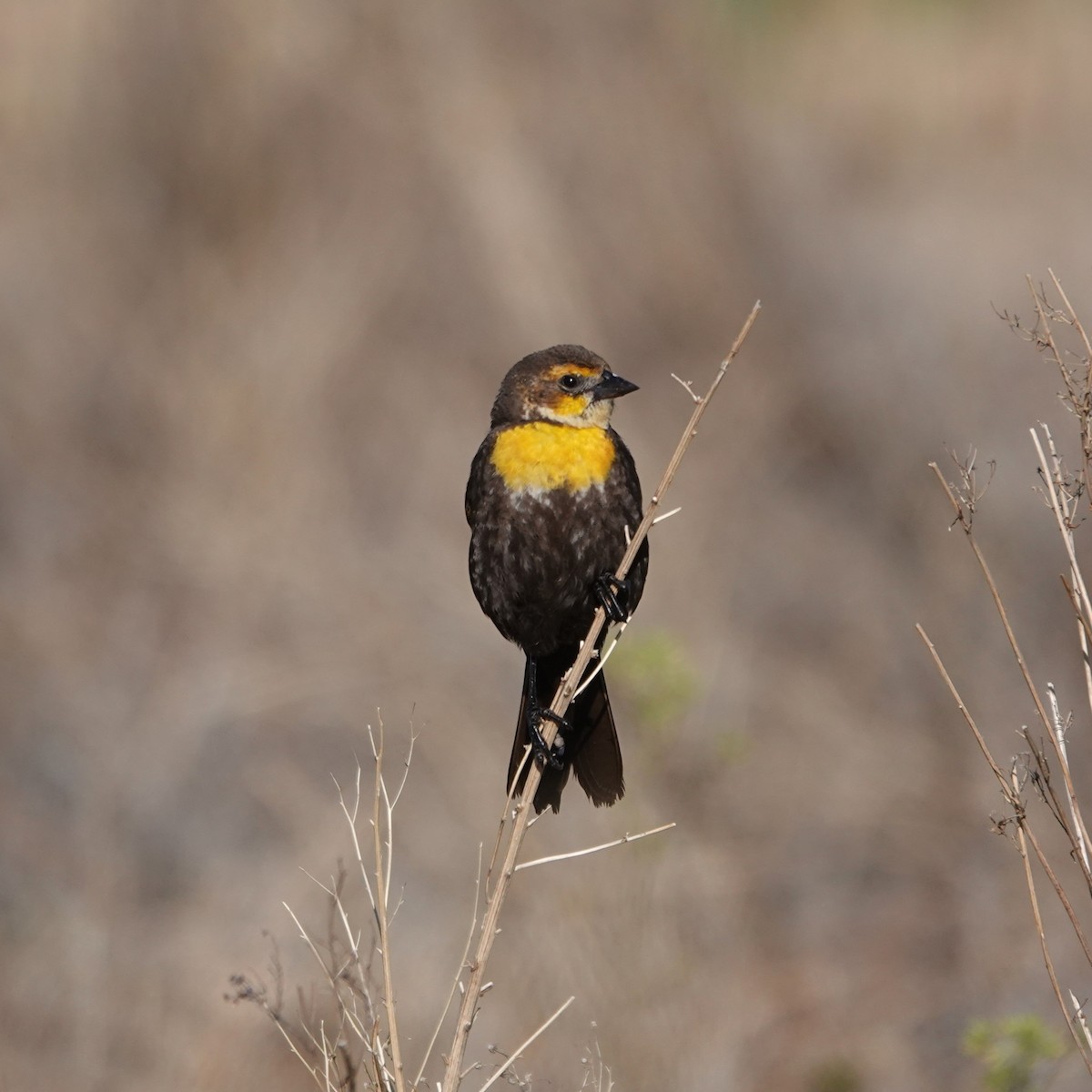 Yellow-headed Blackbird - ML619137136