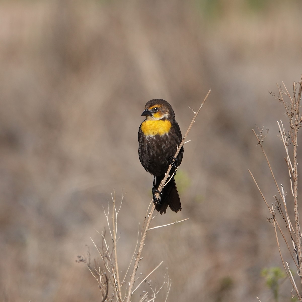 Yellow-headed Blackbird - ML619137138