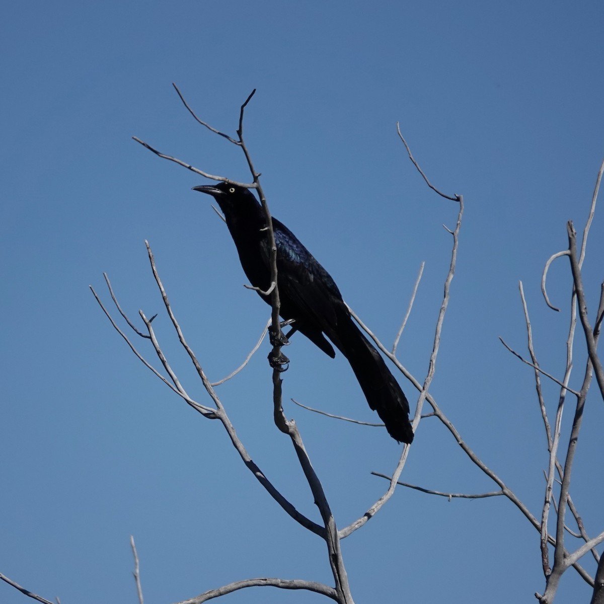 Great-tailed Grackle - ML619137147