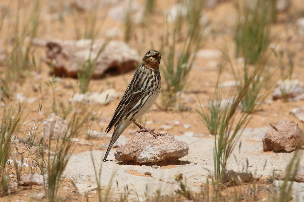Red-throated Pipit - ML619137157
