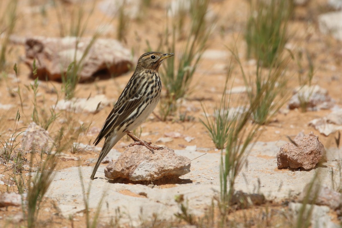 Red-throated Pipit - ML619137161