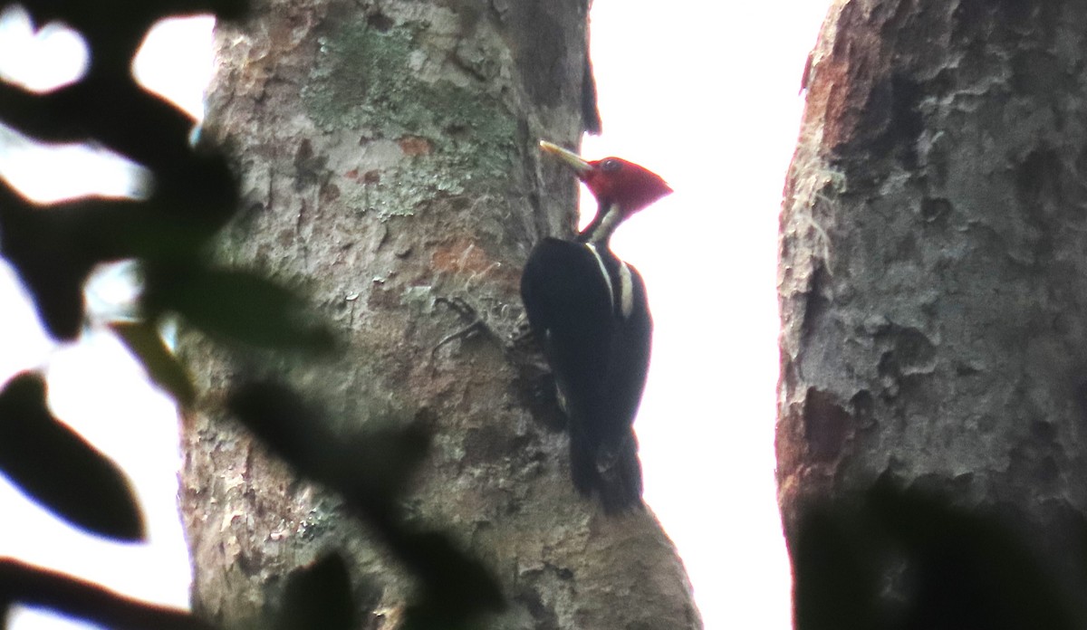 Pale-billed Woodpecker - ML619137179