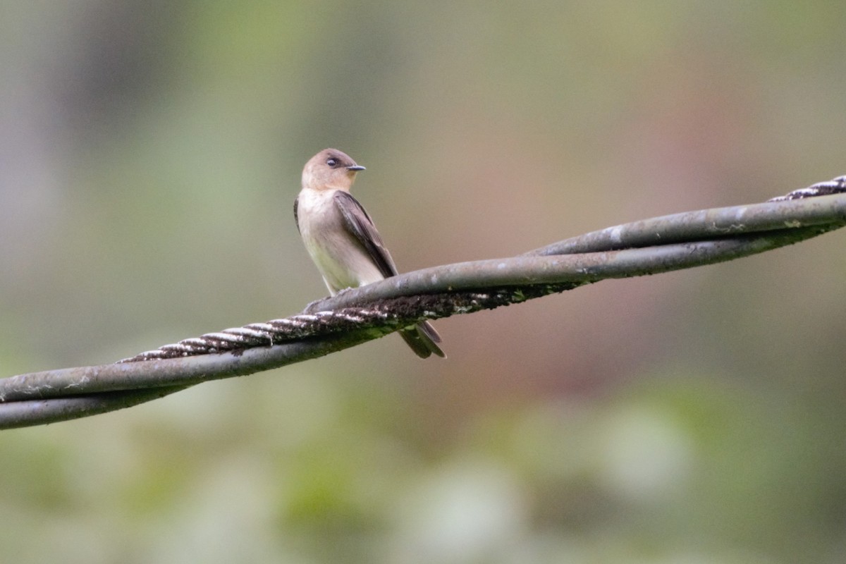 Southern Rough-winged Swallow - ML619137200