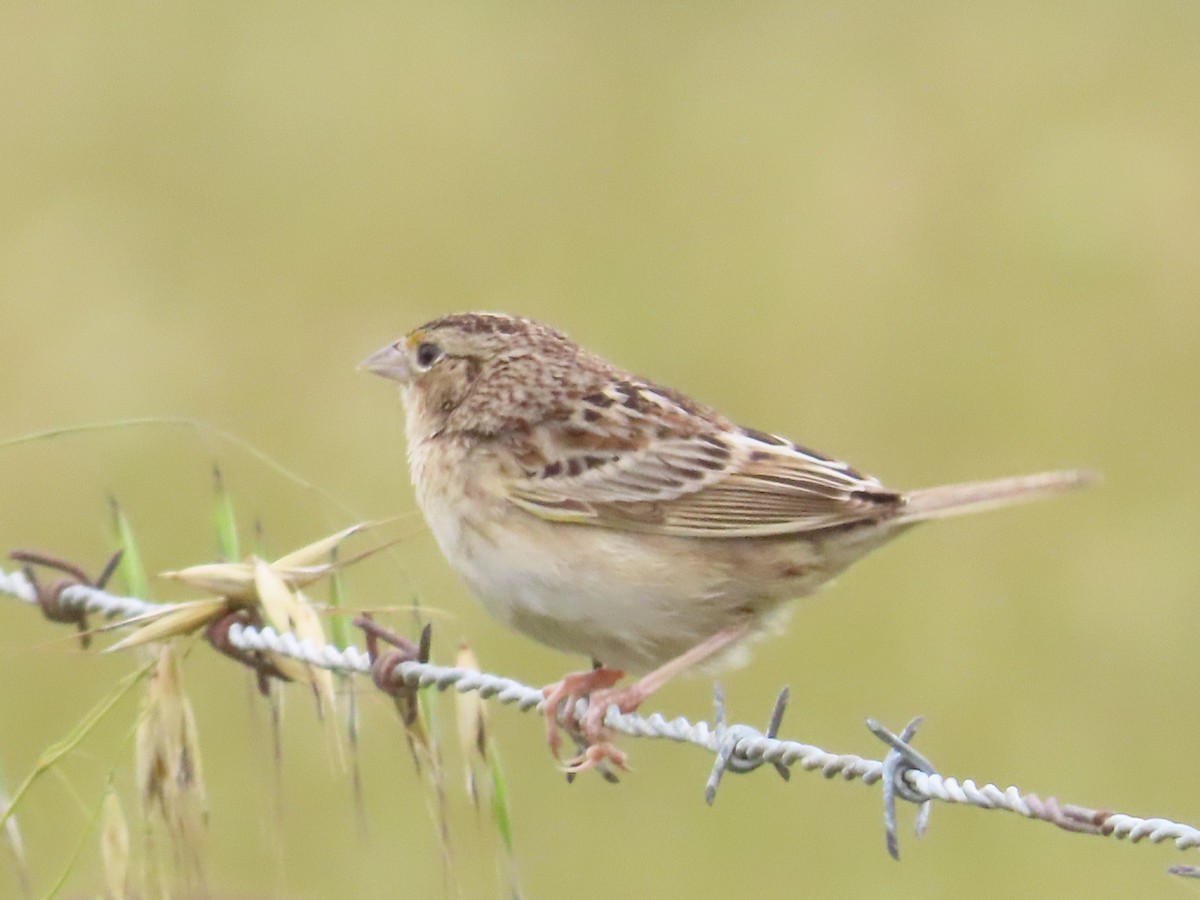 Grasshopper Sparrow - ML619137207