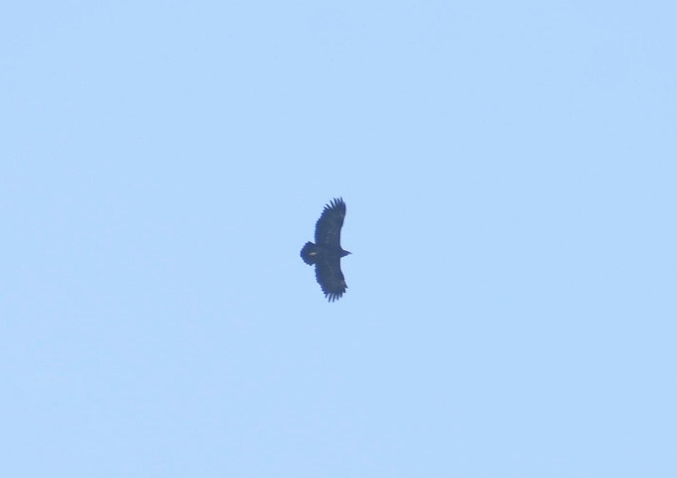 Greater Spotted Eagle - ML619137421