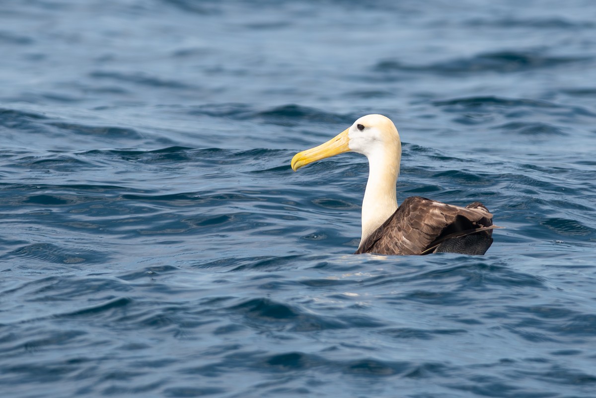 Albatros des Galapagos - ML619137445