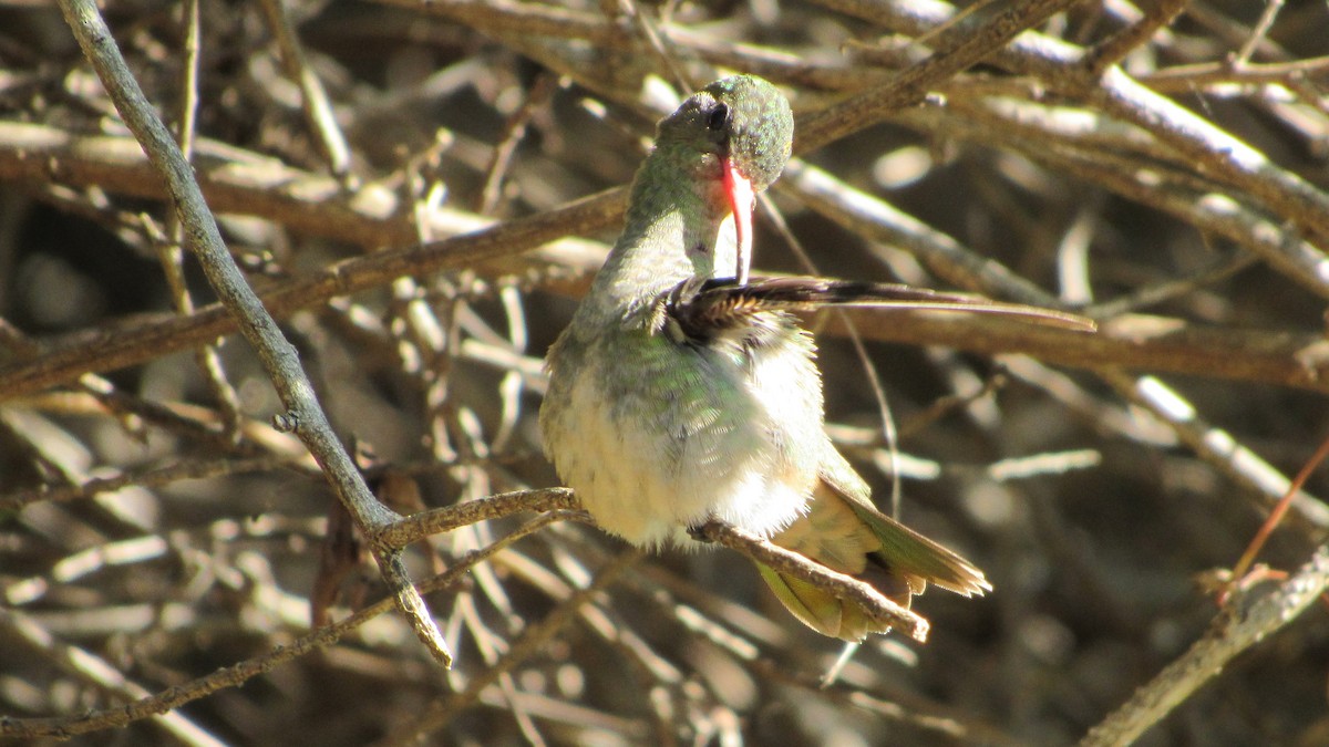 kolibřík lesklobřichý - ML619137466