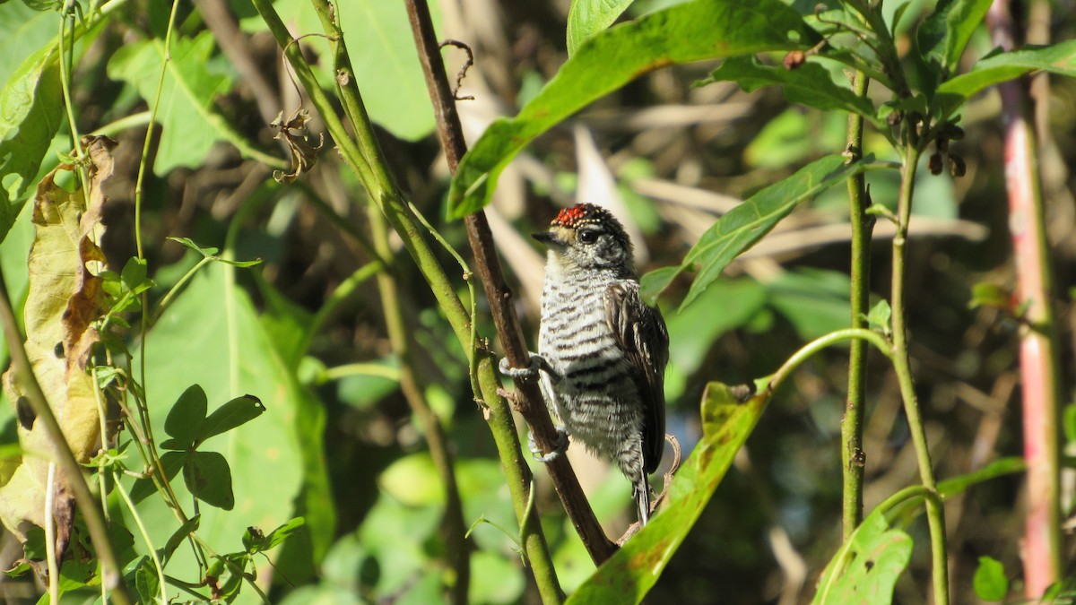 White-barred Piculet - ML619137521