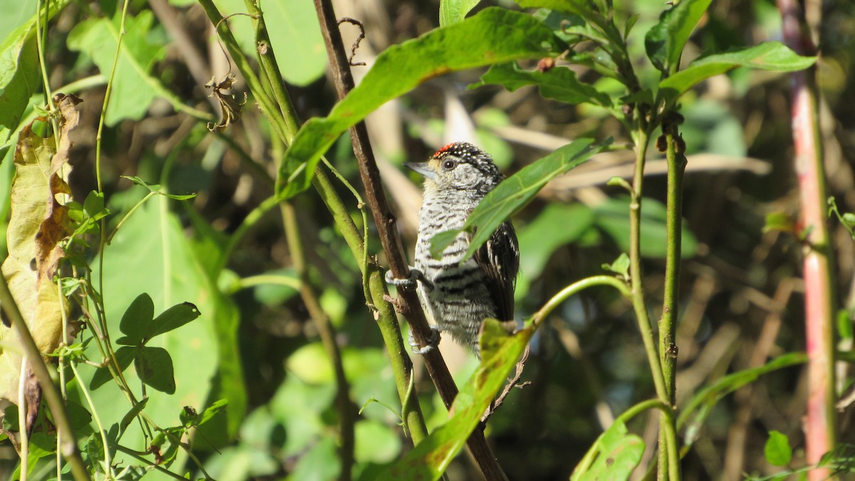 White-barred Piculet - ML619137525