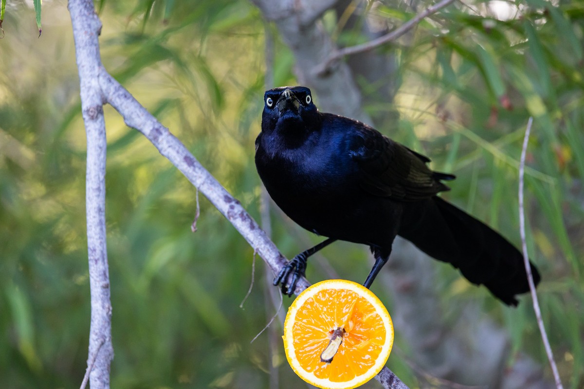 Great-tailed Grackle - ML619137625