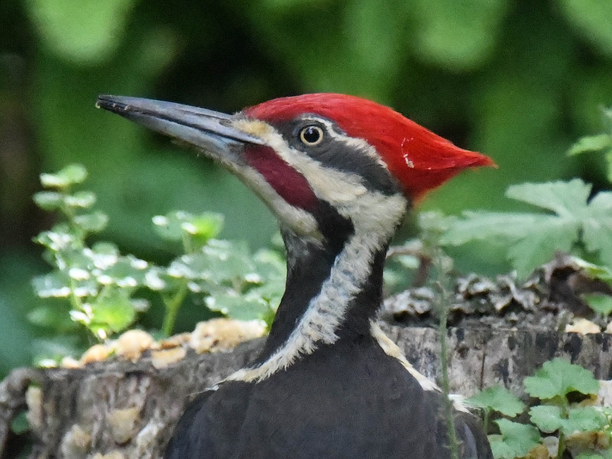 Pileated Woodpecker - ML619137717