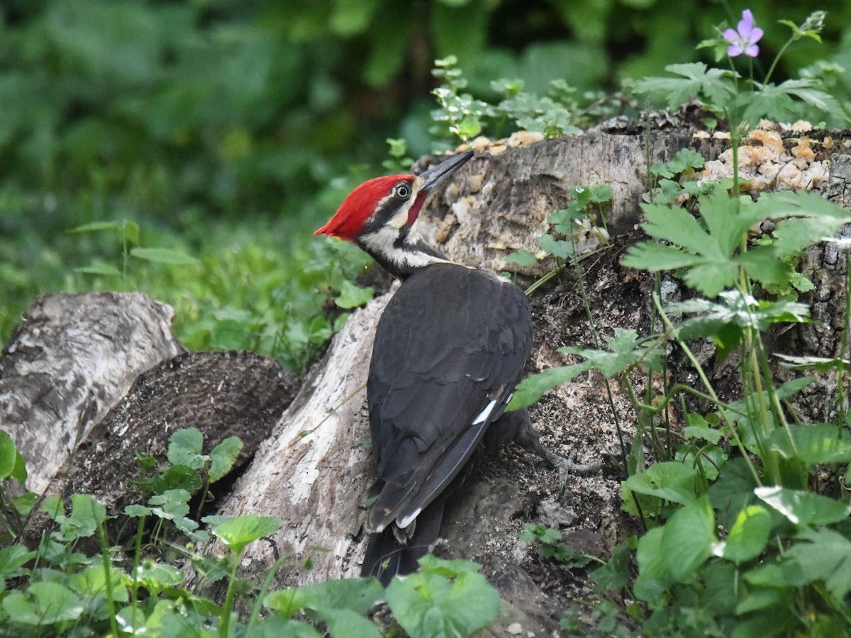 Pileated Woodpecker - ML619137718