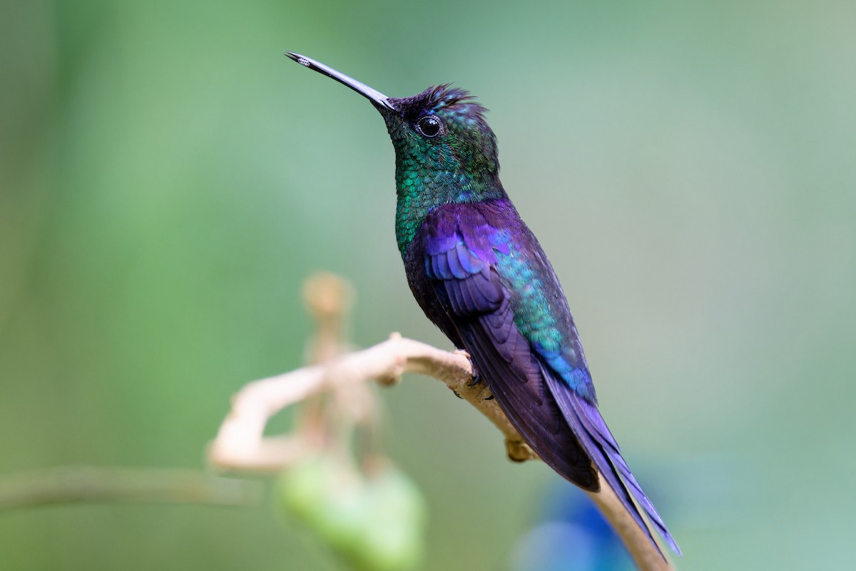 kolibřík vidloocasý - ML619137721