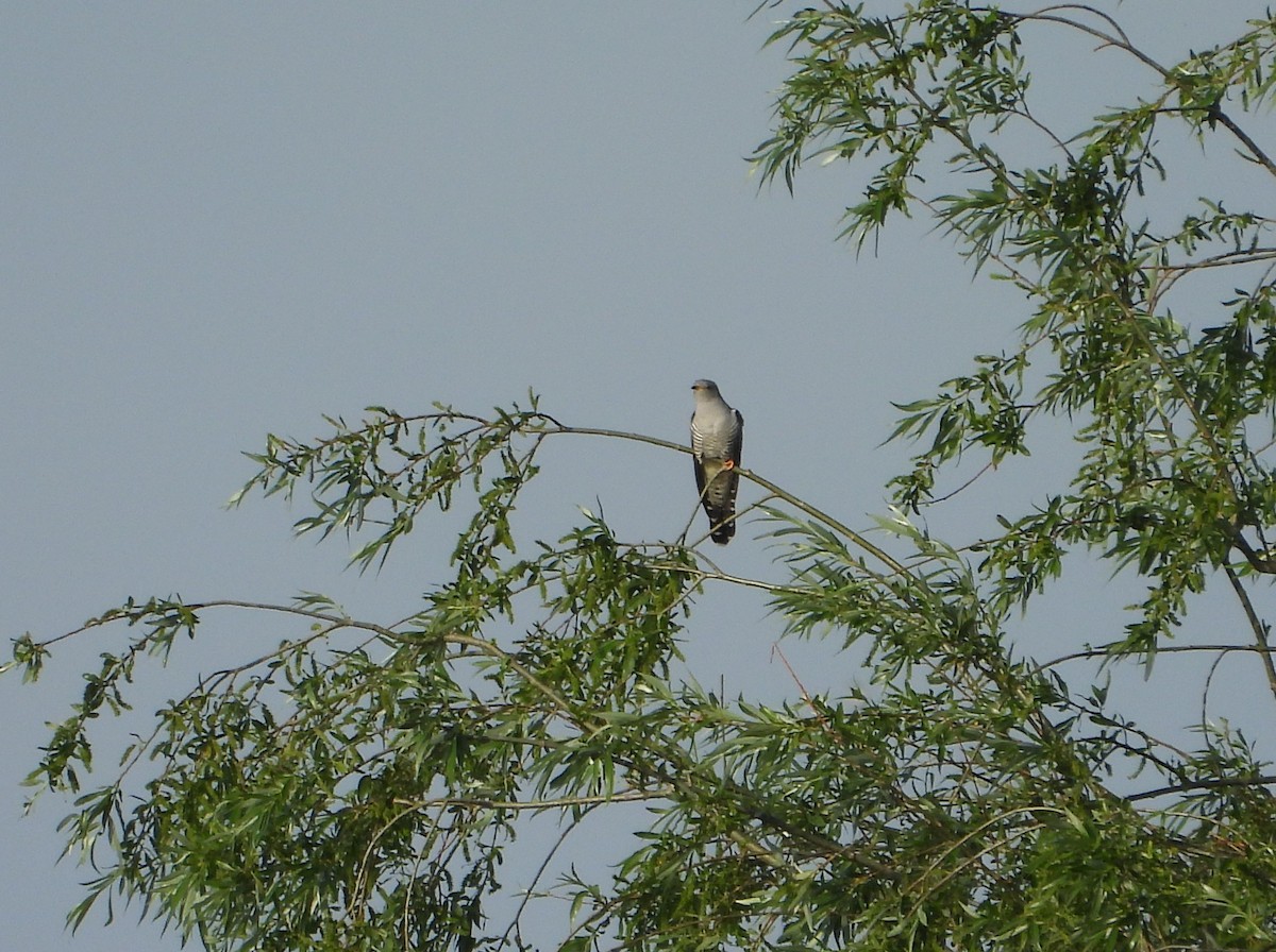 Common Cuckoo - ML619137722