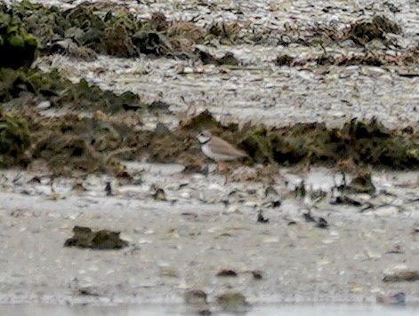 Semipalmated Plover - ML619137738