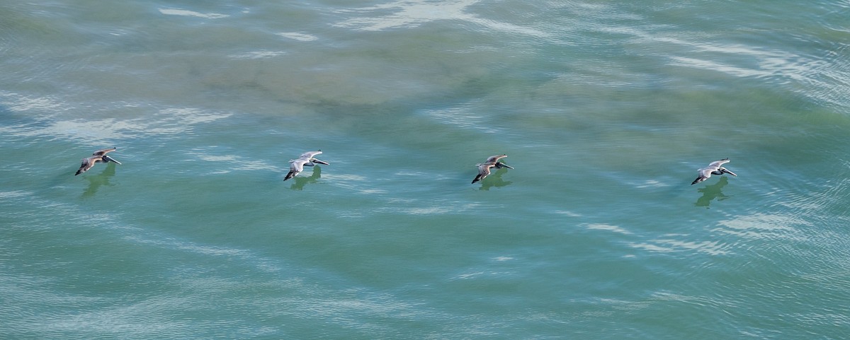 pelikán hnědý (ssp. californicus) - ML619137779