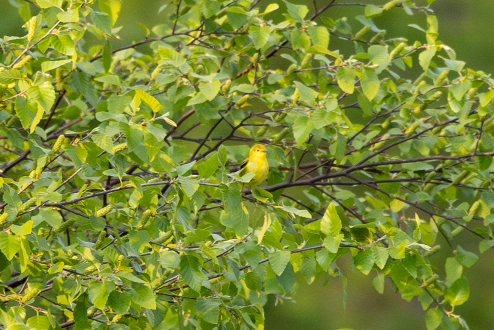 Yellow Warbler - ML619137791