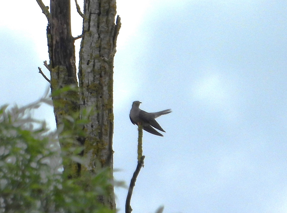 Common Cuckoo - ML619137816