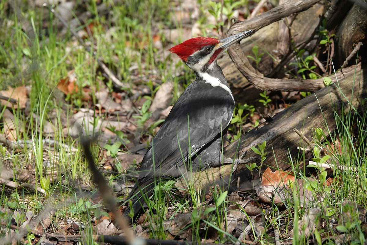Pileated Woodpecker - ML619137819