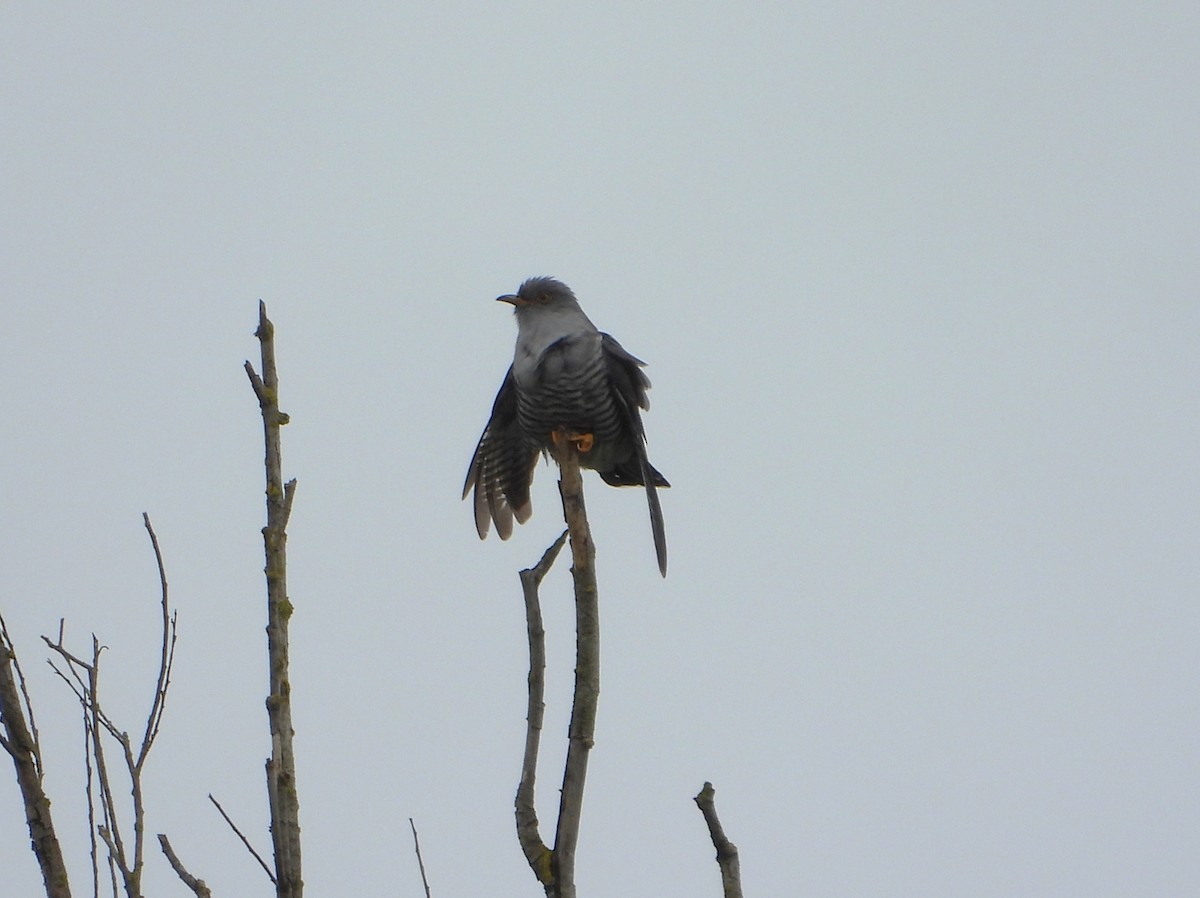 Common Cuckoo - ML619137823