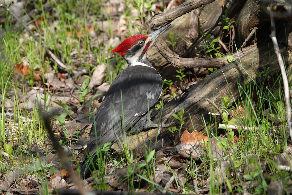 Pileated Woodpecker - ML619137824