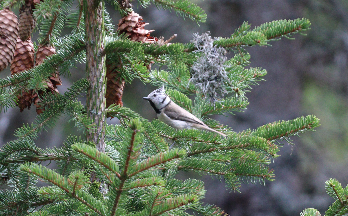 Crested Tit - ML619137826