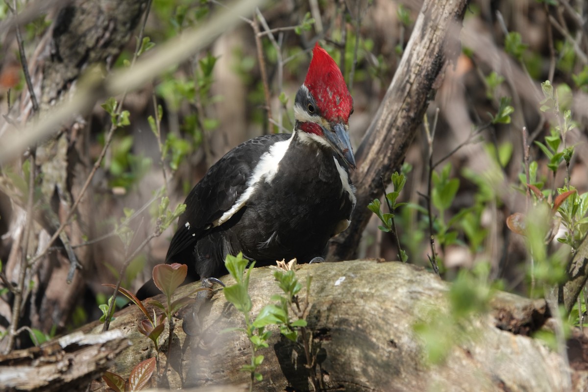 Pileated Woodpecker - ML619137828