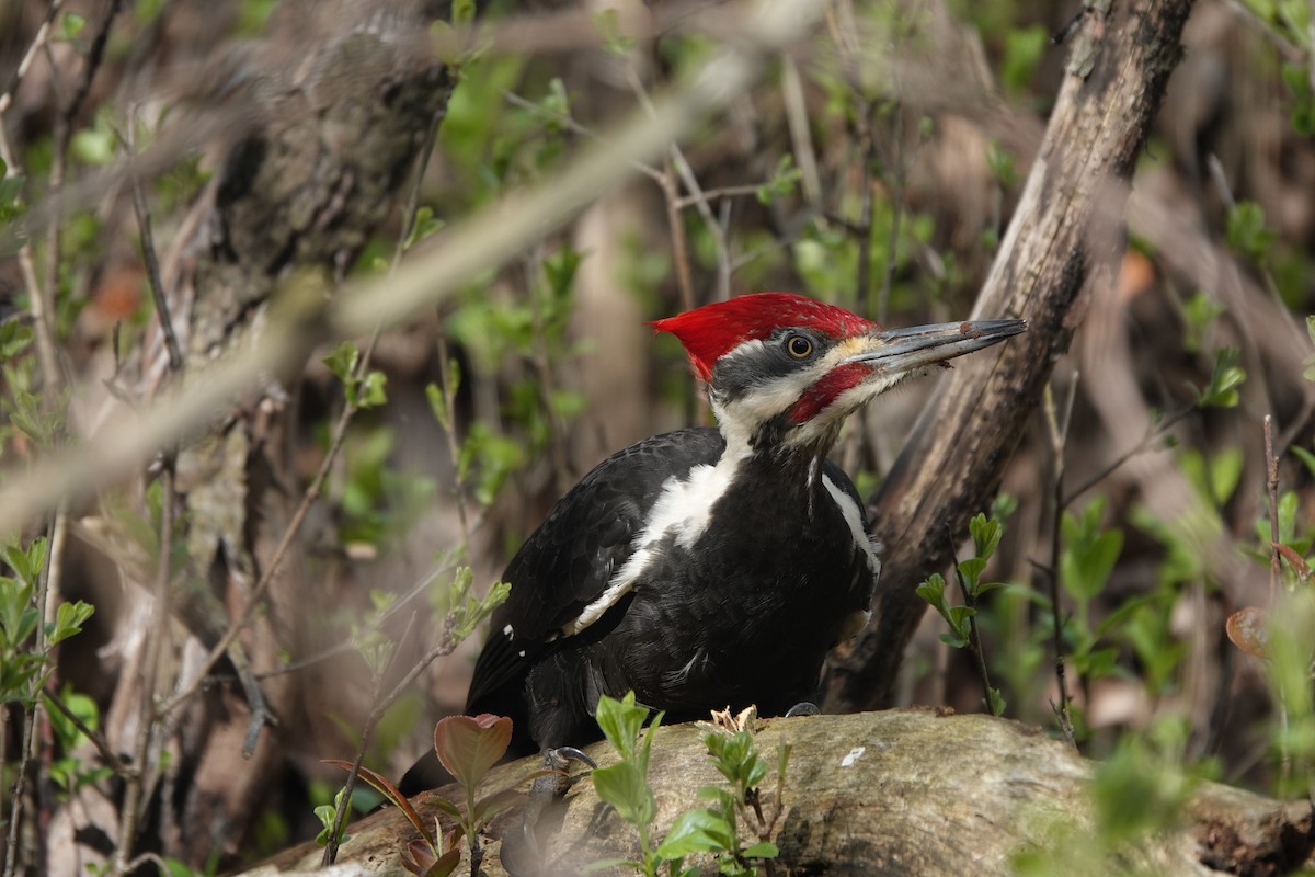 Pileated Woodpecker - ML619137829