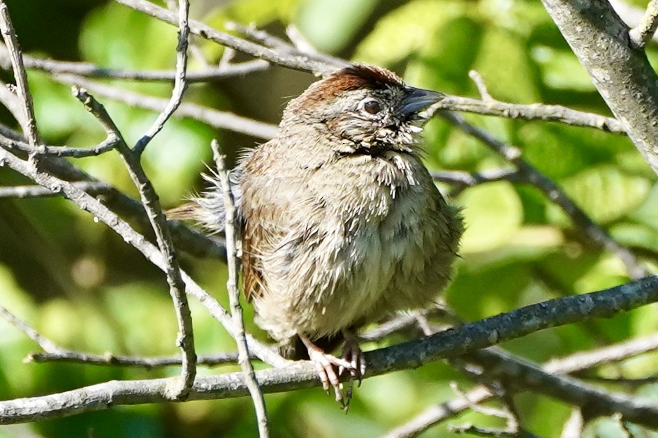 Rufous-crowned Sparrow - ML619137871
