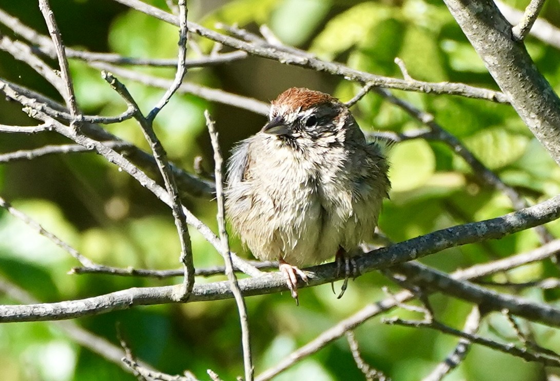 Rufous-crowned Sparrow - ML619137872